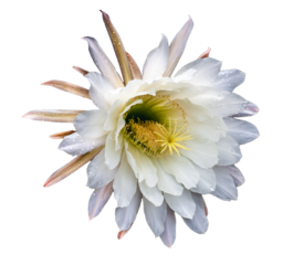 cacti cactus white  flower with yellow centre  isolated on white
