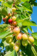 unripe red cherries on the branch of a tree, springtime fruit
