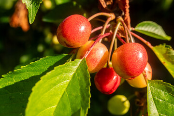 unripe red cherries on a tree branch, springtime fruit