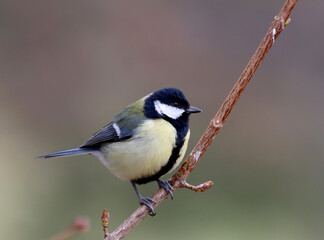 Great tit