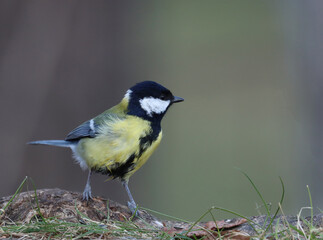 Great tit