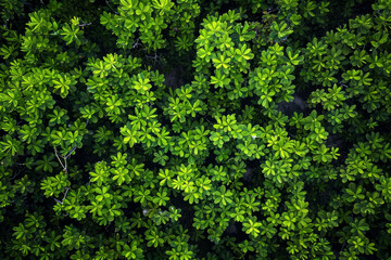 A lush green forest with many leaves and branches - Powered by Adobe