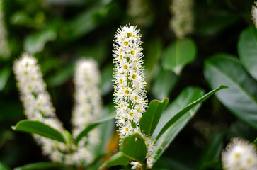 Beautiful flowers in Germany with blurry backgrounds