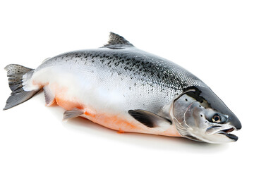 Salmon fish isolated on white background