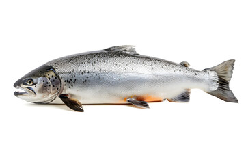 Salmon fish isolated on white background