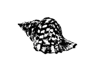 Black and white illustration sketch of a shell hand drawing vector isolated on white background.