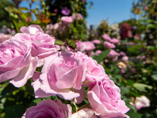薔薇の花とハナムグリ