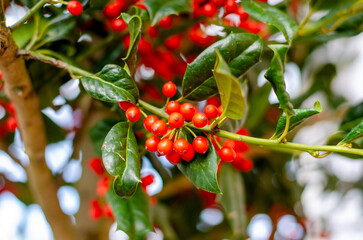 Beautiful flowers in Germany with blurry backgrounds