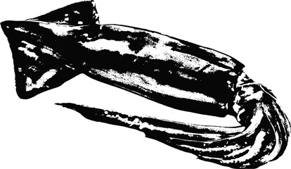 Black and white illustration sketch of a squid hand drawing vector isolated on white background.