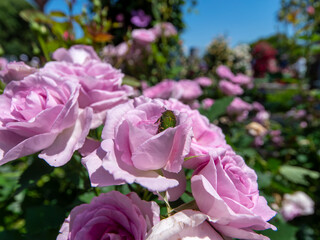 薔薇の花とハナムグリ