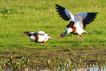 birds in flight, Common shelduck (Tadorna tadorna)  - taking off  from the wetland - a colourful waterfowl ducks species