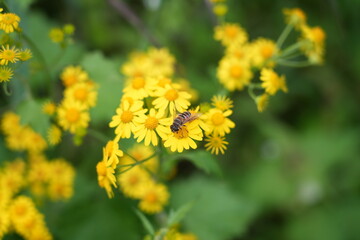 yellow flowers in the garden