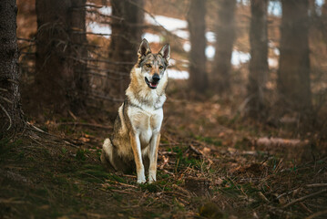Wilk © Zuzanna