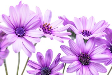 Fototapeta premium Close-Up View of Vibrant Purple Daisy Flowers Against a White Background