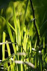 green grass in the morning