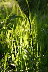 green grass in the morning