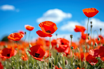 Red poppies in a field on a background of blue sky, selective focus