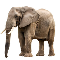 Elephant with Long Tusks, isolated, transparent background, white background, no background