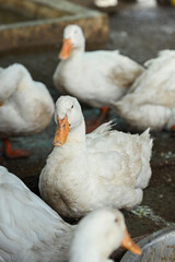 Group of domestic ducks on the rural farm