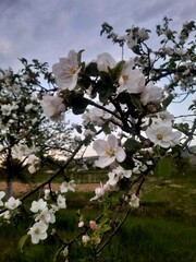 apple flowers 