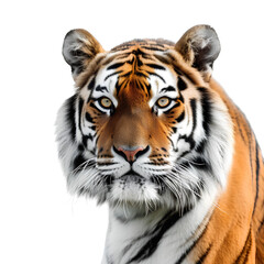 Fototapeta premium Majestic Tiger Resting in Natural Habitat, isolated, transparent background, white background, no background