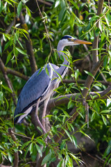 A heron, Ardea cinerea, lurks for fish above the river