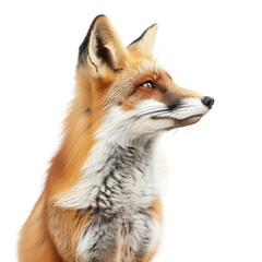 Fototapeta premium Adorable Fennec Fox Portrait with Large Ears, isolated, transparent background, white background, no background