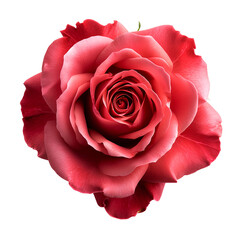 Close-Up of a Delicate Pink Rose Blossom, isolated, transparent background, white background, no background