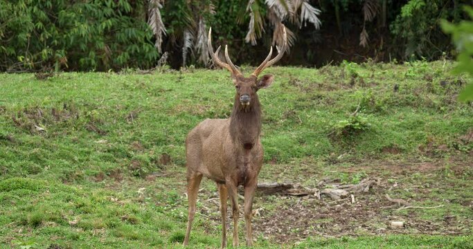 Wild sambar deer in natural (Rusa unicolor or Cervus unicolor) at Khao Yai National Park during the afternoon, Thailand.