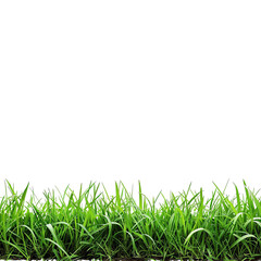 Fototapeta premium Generate an image of a lush green grass field, with the blades of grass reaching up to the sky