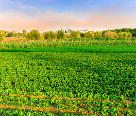 rows of green vegetables growing on farm or garden in rural agricultural land