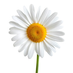 Fototapeta premium White Daisy with Bright Yellow Center, isolated, transparent background, white background, no background