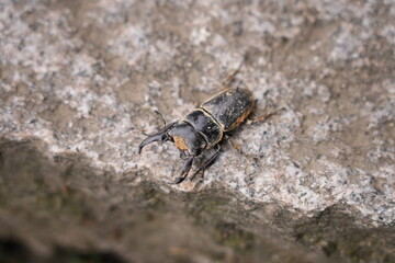 the bug on the ground