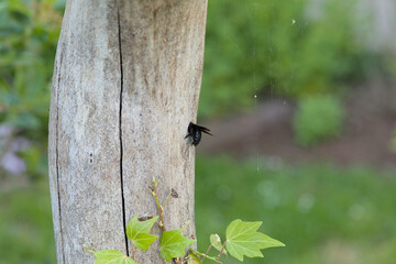 Carpenter bee at the entrance hole to their brood chambers on a log. Green bokeh background. Copy Space.