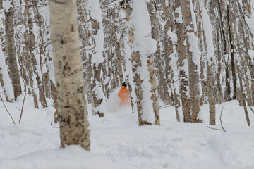 A snowboarder in a bright orange suit rides in a cloud of fresh Japanese snow through a huge number of closely standing trees in Niseko