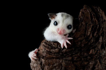 Sugar Glider Platinum Mosaic. The species is a small exotic pet native to Australia and Indonesia.