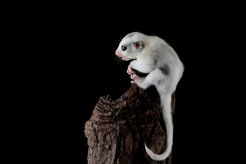 Sugar Glider Platinum Mosaic. The species is a small exotic pet native to Australia and Indonesia.