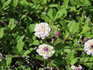 群生して咲く白いヒメイワダレソウの花