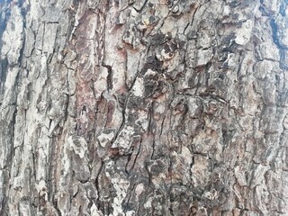 bark of a tree