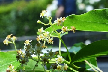 Camphor tree ( Cinnamonum camphora ) flowers. Lauraceae evergreen tree. It produces panicles in early summer and produces small pale yellow flowers.