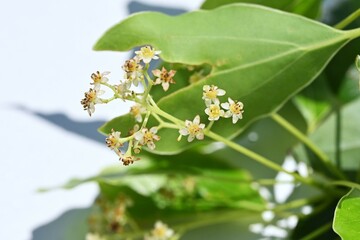 Camphor tree ( Cinnamonum camphora ) flowers. Lauraceae evergreen tree. It produces panicles in early summer and produces small pale yellow flowers.