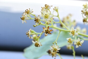 Camphor tree ( Cinnamonum camphora ) flowers. Lauraceae evergreen tree. It produces panicles in...