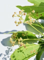 Camphor tree ( Cinnamonum camphora ) flowers. Lauraceae evergreen tree. It produces panicles in early summer and produces small pale yellow flowers.