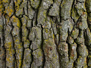 Embossed texture of oak bark. Old tree trunk close-up. Surface with natural bark patterns. Natural...