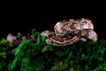 Okeetee Corn Snakes (Elaphe guttata guttata) is a non-venomous species native to North America.  