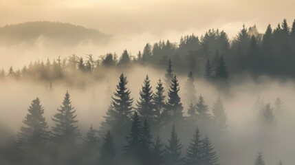Morning mist  spruce tree silhouettes in silesian beskydy mountains emerge from fog