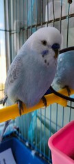 pair of parrots