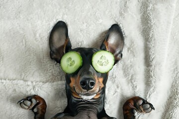 Black and tan dachshund dog in wellness spa with cucumber on eyes, covered with a towel. Dog with with a piece of cucumber on it eyes relaxing on the bed at home. Top down view. Empty space for text