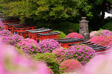 つつじの花の中の赤い鳥居