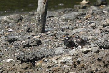 white cheeked starling in a pond